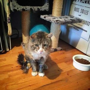 Un chat qui a vécu une vie difficile dans la rue trouve l'amour et retrouve le bonheur 7 Chat qui a mal vécu en convalescence