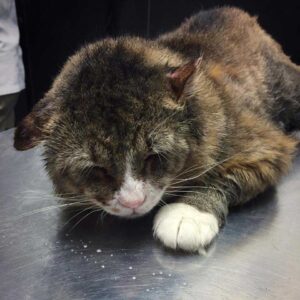 Un chat qui a vécu une vie difficile dans la rue trouve l'amour et retrouve le bonheur 5 Chat qui a vécu mal soigné