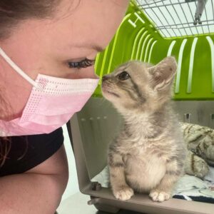 Le chaton est déterminé à marcher et à mener une vie heureuse après avoir été secouru 4 Chaton et sa mère adoptive