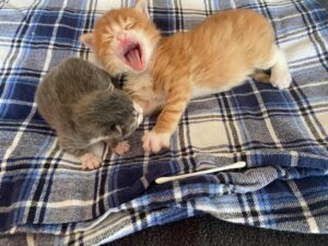 Un chaton orange trouvé dans une boîte aide d'autres chats comme lui à prospérer 4 Chaton prend soin d'un autre petit félin