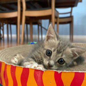Le chaton est déterminé à marcher et à mener une vie heureuse après avoir été secouru 5 Doux minou