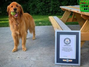 Un chien obsédé par les balles de tennis bat le record du nombre de balles de tennis dans sa bouche 2 Finley Golden Retriever