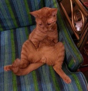 Un chat né avec 2 pattes montre qu'il n'a pas besoin de 4 pattes pour être heureux 5 Joey dans le fauteuil