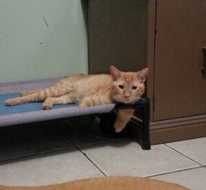 Un chat né avec 2 pattes montre qu'il n'a pas besoin de 4 pattes pour être heureux 3 Joey se repose