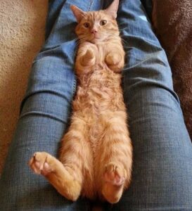 Un chat né avec 2 pattes montre qu'il n'a pas besoin de 4 pattes pour être heureux 6 Joey sur les genoux