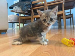 Le chaton est déterminé à marcher et à mener une vie heureuse après avoir été secouru 2 Le chaton est déterminé à marcher