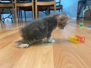 Le chaton est déterminé à marcher et à mener une vie heureuse après avoir été secouru 7 Le chaton est déterminé à marcher et à mener une vie heureuse