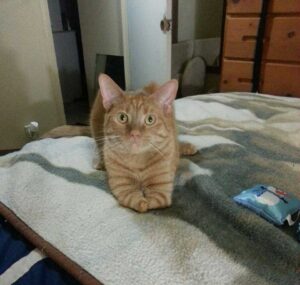 Un chat né avec 2 pattes montre qu'il n'a pas besoin de 4 pattes pour être heureux 12 Lit d'escalade Joey