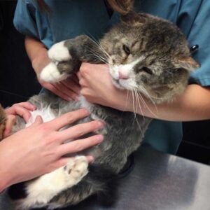 Un chat qui a vécu une vie difficile dans la rue trouve l'amour et retrouve le bonheur 6 Marcel
