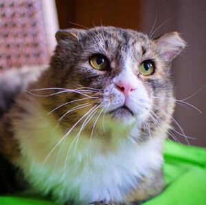 Un chat qui a vécu une vie difficile dans la rue trouve l'amour et retrouve le bonheur 12 Marcel a récupéré
