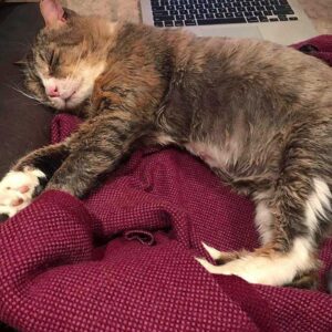 Un chat qui a vécu une vie difficile dans la rue trouve l'amour et retrouve le bonheur 8 Marcel en confiance