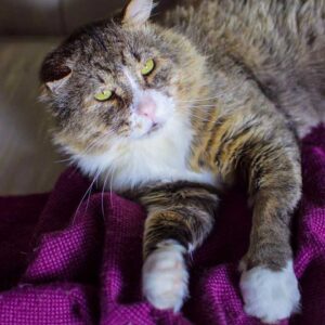 Un chat qui a vécu une vie difficile dans la rue trouve l'amour et retrouve le bonheur 10 Marcel progresse