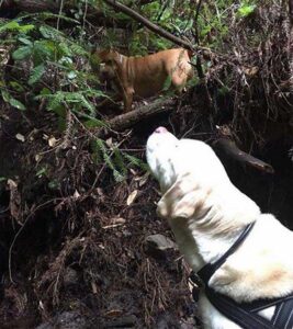 Un homme sauve un chien aveugle perdu dans les bois pendant une semaine 3 Sage dans le ruisseau
