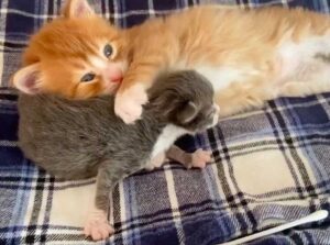 Un chaton orange trouvé dans une boîte aide d'autres chats comme lui à prospérer 3 Un chaton orange aide d'autres chats comme lui à prospérer