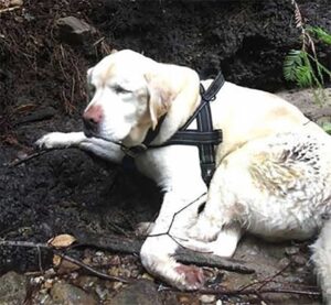 Un homme sauve un chien aveugle perdu dans les bois pendant une semaine 2 Un pompier sauve un chien