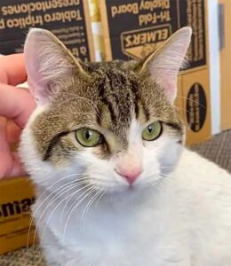 Un chat s'approche des gens et leur demande de le ramener à la maison après avoir erré dans les rues 5 Vinny sauvé