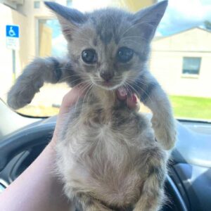 Le chaton est déterminé à marcher et à mener une vie heureuse après avoir été secouru 6 adorable chaton gris