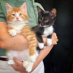 Un chaton orange trouvé dans une boîte aide d'autres chats comme lui à prospérer 6 amis minou