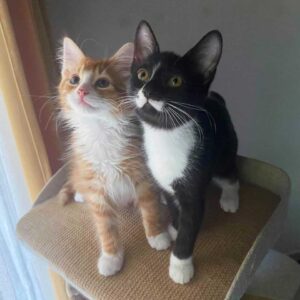 Un chaton orange trouvé dans une boîte aide d'autres chats comme lui à prospérer 5 beaux chats sauvés