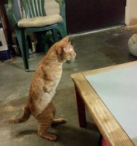 Un chat né avec 2 pattes montre qu'il n'a pas besoin de 4 pattes pour être heureux 7 chat né sans pattes