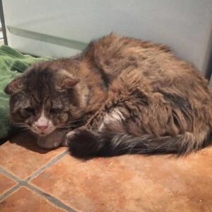 Un chat qui a vécu une vie difficile dans la rue trouve l'amour et retrouve le bonheur 4 chat qui a mal vécu