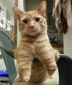Un chat né avec 2 pattes montre qu'il n'a pas besoin de 4 pattes pour être heureux 8 chat qui est né