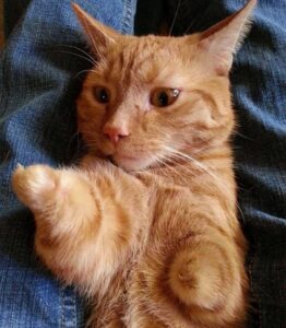 Un chat né avec 2 pattes montre qu'il n'a pas besoin de 4 pattes pour être heureux 2 chat qui est né deux pattes