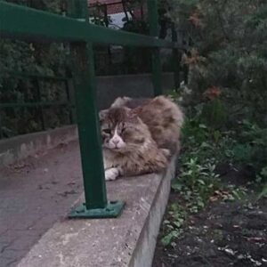 Un chat qui a vécu une vie difficile dans la rue trouve l'amour et retrouve le bonheur 3 chat qui vivait dans la rue