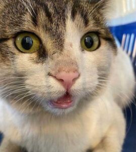 Un chat s'approche des gens et leur demande de le ramener à la maison après avoir erré dans les rues 4 chat secouru s'approche