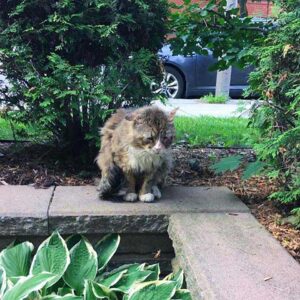 Un chat qui a vécu une vie difficile dans la rue trouve l'amour et retrouve le bonheur 2 chat vie difficile
