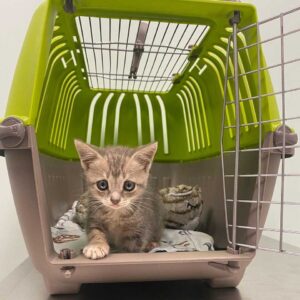 Le chaton est déterminé à marcher et à mener une vie heureuse après avoir été secouru 8 chaton sauvé déterminé à marcher