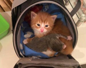 Un chaton orange trouvé dans une boîte aide d'autres chats comme lui à prospérer 2 chatons sauvés dans une boîte
