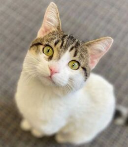 Un chat s'approche des gens et leur demande de le ramener à la maison après avoir erré dans les rues 6 joyeux vinny