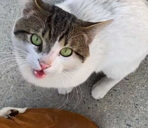 Un chat s'approche des gens et leur demande de le ramener à la maison après avoir erré dans les rues 3 le chat arrive