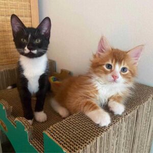 Un chaton orange trouvé dans une boîte aide d'autres chats comme lui à prospérer 7 le chaton orange aide d'autres chats comme lui