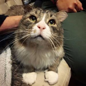 Un chat qui a vécu une vie difficile dans la rue trouve l'amour et retrouve le bonheur 9 marcel nouvelle famille