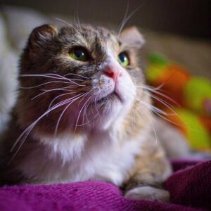 Un chat qui a vécu une vie difficile dans la rue trouve l'amour et retrouve le bonheur 11 marcel nouvelle vie