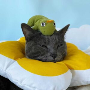 Ce chat est tellement obsédé par son jouet grenouille que sa famille décide de tout lui acheter 3 Adorable jouet chat et sa grenouille