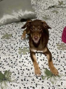 Vidéo: La famille n'arrive pas à croire que leur chien perdu est de retour à la maison 2 Brownie