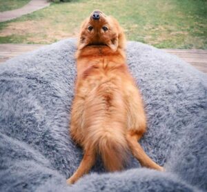Ce chien tourne la tête chaque fois que ses frères et sœurs posent pour des photos de groupe 3 Ce chien tourne la tête