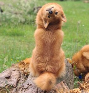 Ce chien tourne la tête chaque fois que ses frères et sœurs posent pour des photos de groupe 2 Ce chien tourne le cou