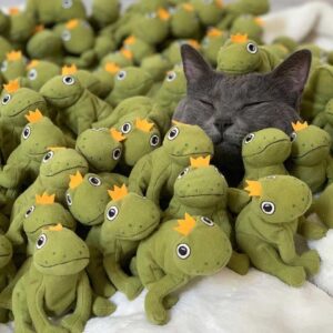 Ce chat est tellement obsédé par son jouet grenouille que sa famille décide de tout lui acheter 2 Chat et grenouilles en peluche