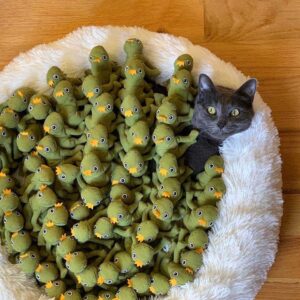 Ce chat est tellement obsédé par son jouet grenouille que sa famille décide de tout lui acheter 4 Chat et ses peluches