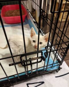 Un chaton sans-abri retrouvé couvert d'huile révèle sa belle fourrure et sa vie a changé 6 Chaton couvert huile
