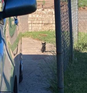 Un chaton ne voulait plus vivre à l'extérieur et s'assoit à la porte d'une maison jusqu'à ce qu'il soit pris en charge 2 Chaton ne voulait pas être dans la rue