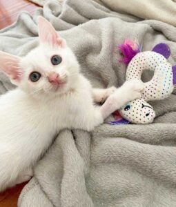 Un chaton sans-abri retrouvé couvert d'huile révèle sa belle fourrure et sa vie a changé 7 Chaton sans abri retrouvé