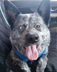 Le chien à qui il manque une partie du cerveau est le plus heureux de tous 5 Chien spécial dans la voiture