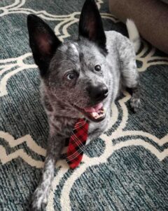 Le chien à qui il manque une partie du cerveau est le plus heureux de tous 10 Chiot avec cravate rouge