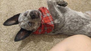 Le chien à qui il manque une partie du cerveau est le plus heureux de tous 9 Chiot avec foulard rouge