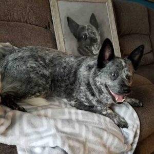 Le chien à qui il manque une partie du cerveau est le plus heureux de tous 6 Chiot avec son portrait
